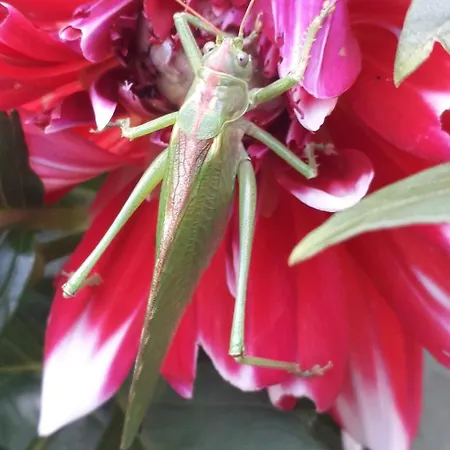 Chez Reine Calme Et Confort Dans Les Vosges